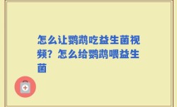 怎么让鹦鹉吃益生菌视频？怎么给鹦鹉喂益生菌