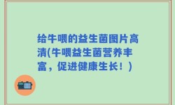 给牛喂的益生菌图片高清(牛喂益生菌营养丰富，促进健康生长！)
