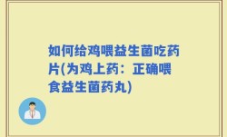 如何给鸡喂益生菌吃药片(为鸡上药：正确喂食益生菌药丸)
