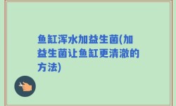 鱼缸浑水加益生菌(加益生菌让鱼缸更清澈的方法)