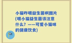 小猫咋喂益生菌啊图片(喂小猫益生菌该注意什么？——可爱小猫咪的健康饮食)