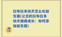 拉布拉多幼犬怎么吃益生菌(让您的拉布拉多幼犬健康成长：如何添加益生菌)