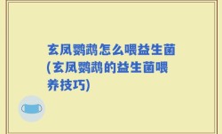 玄凤鹦鹉怎么喂益生菌(玄凤鹦鹉的益生菌喂养技巧)