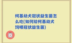柯基幼犬冠状益生菌怎么吃(如何给柯基幼犬饲喂冠状益生菌)
