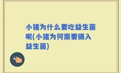 小猪为什么要吃益生菌呢(小猪为何需要摄入益生菌)
