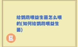 给鹦鹉喂益生菌怎么喂的(如何给鹦鹉喂益生菌)