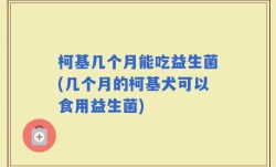 柯基几个月能吃益生菌(几个月的柯基犬可以食用益生菌)
