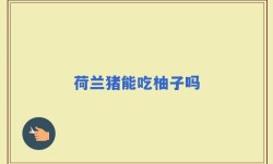 荷兰猪能吃柚子吗