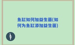 鱼缸如何加益生菌(如何为鱼缸添加益生菌)
