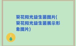 葵花阳光益生菌图片(葵花阳光益生菌展示形象图片)