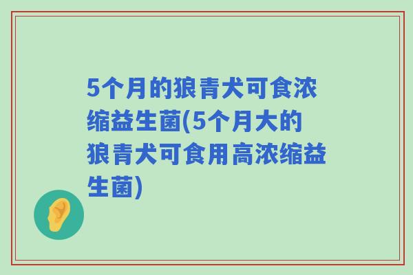 5个月的狼青犬可食浓缩益生菌(5个月大的狼青犬可食用高浓缩益生菌) 5个月的狼青犬可食浓缩益生菌(5个月大的狼青犬可食用高浓缩益生菌)