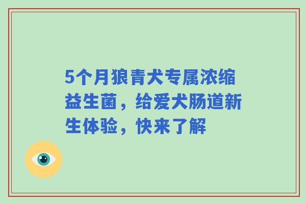 5个月狼青犬专属浓缩益生菌，给爱犬肠道新生体验，快来了解