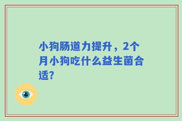小狗肠道力提升，2个月小狗吃什么益生菌合适？